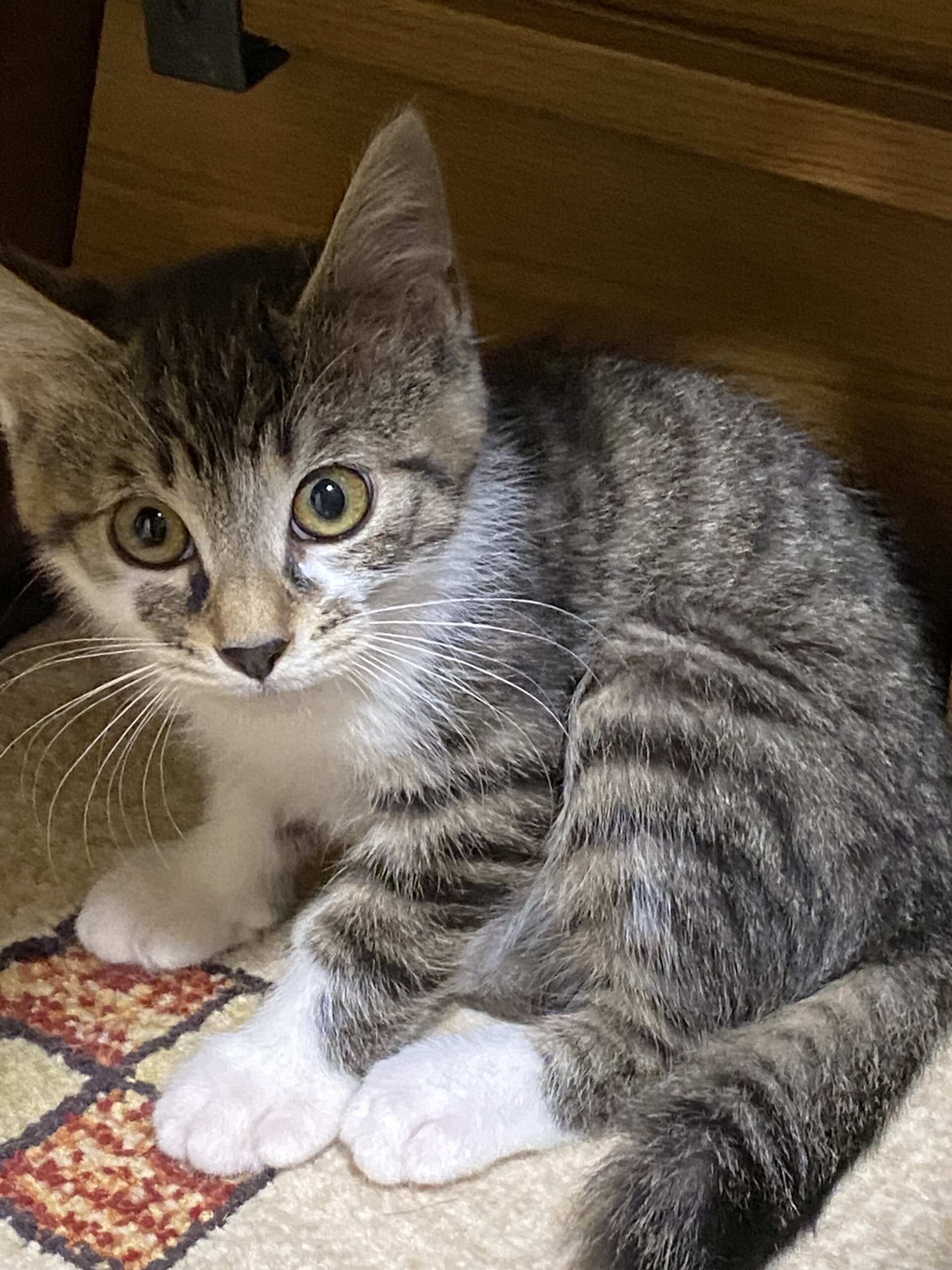 生後3ヶ月の女の子です