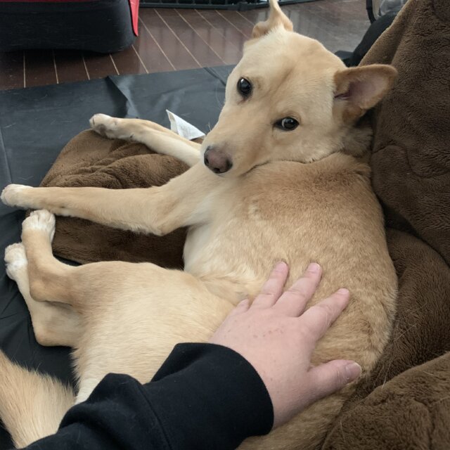 預かりボランティア募集🐶💕