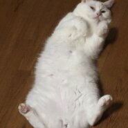 立ち耳スコティッシュ女の子6歳