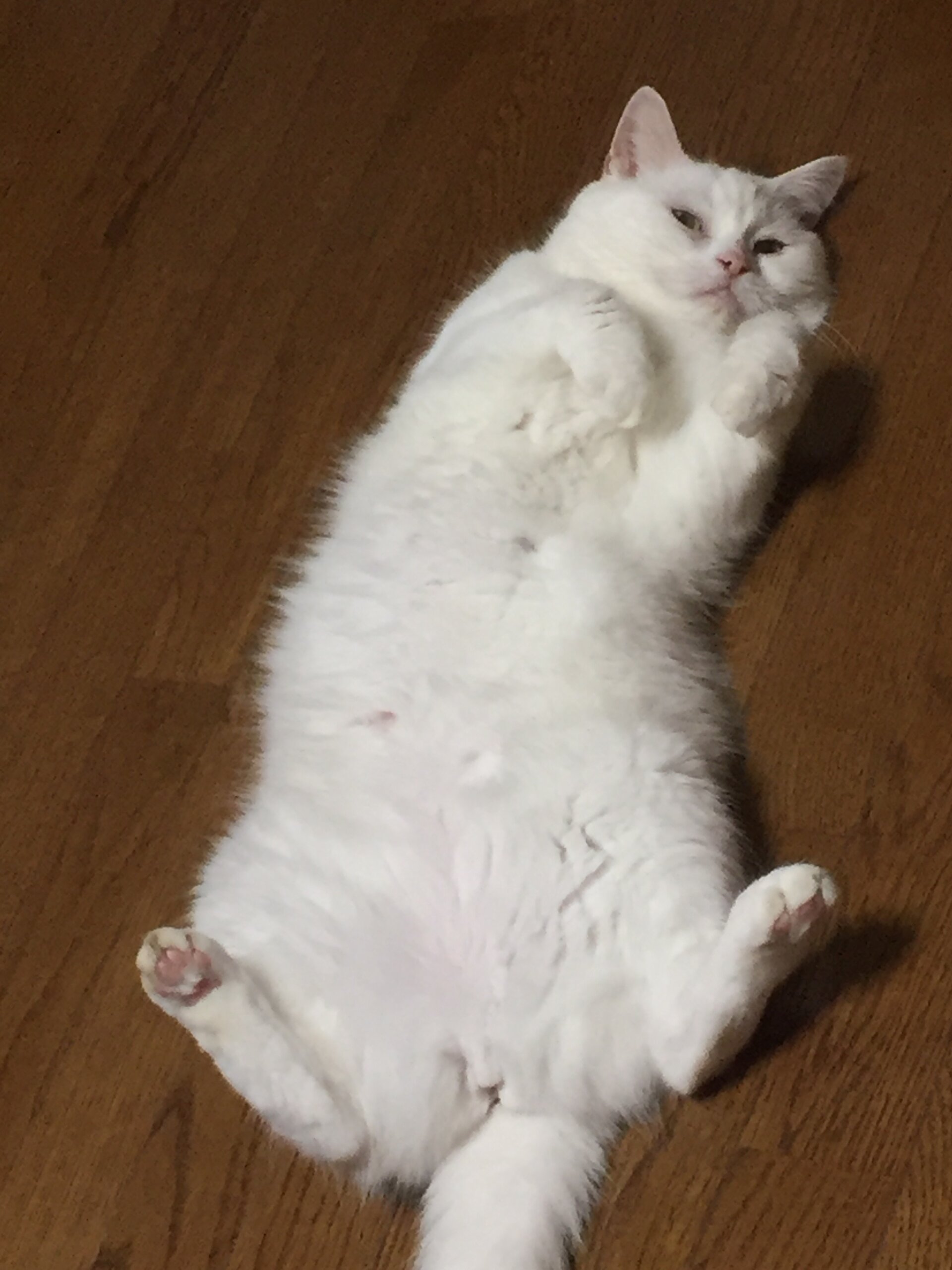 立ち耳スコティッシュ女の子6歳