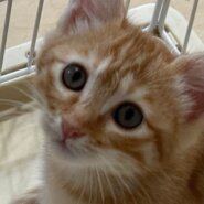 茶トラ子猫パピコ里親様募集中