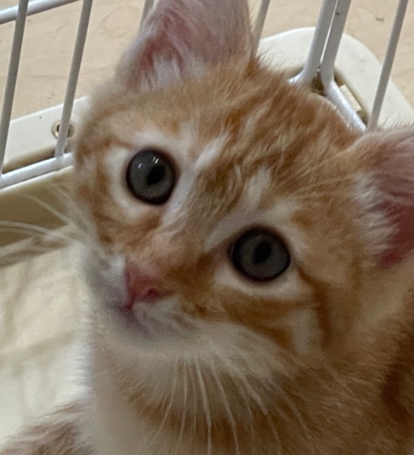 茶トラ子猫パピコ里親様募集中