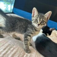 生後2ヶ月の男の子