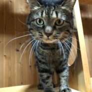 【動画あり】サッカー大好き！コンパクトボディーの小熊系女子