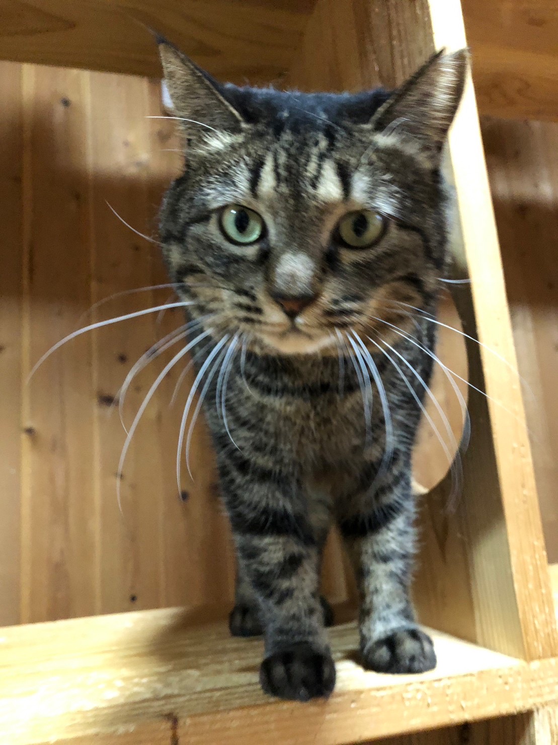 【動画あり】サッカー大好き！コンパクトボディーの小熊系女子