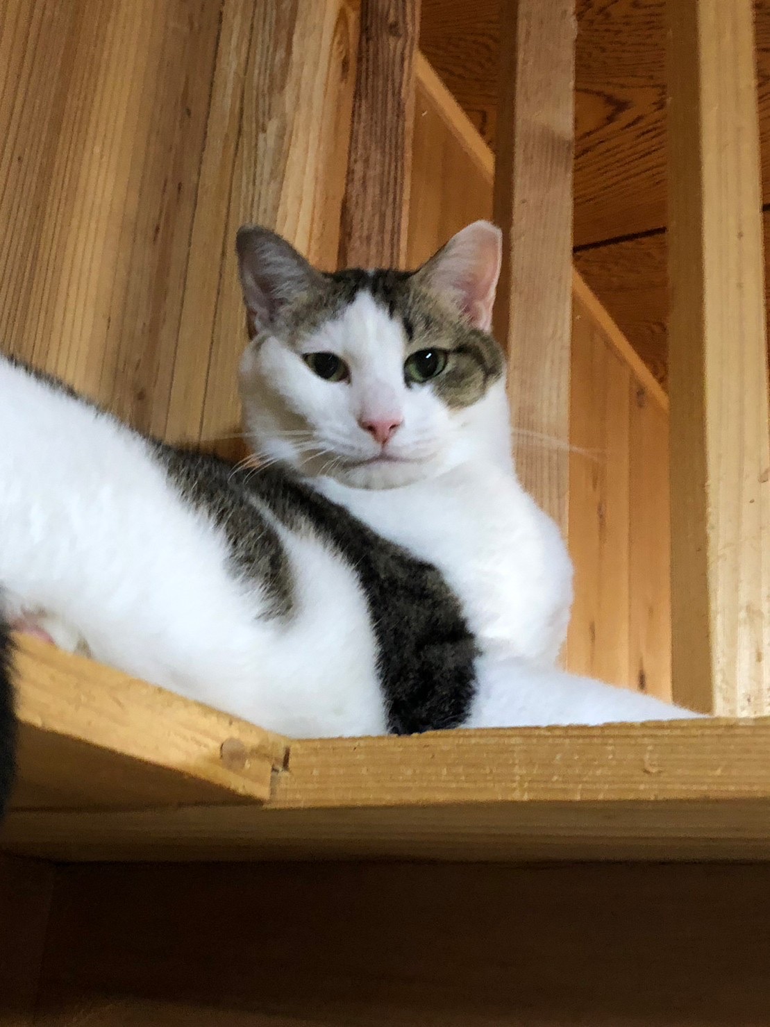 【動画あり】センターパートの分け目がgood！スタイル抜群の白キジ美男子⭐︎