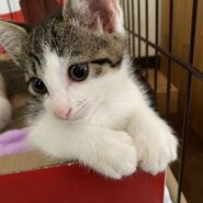 2023-5-12生 キジトラ白女の子の里親様を募集しています！