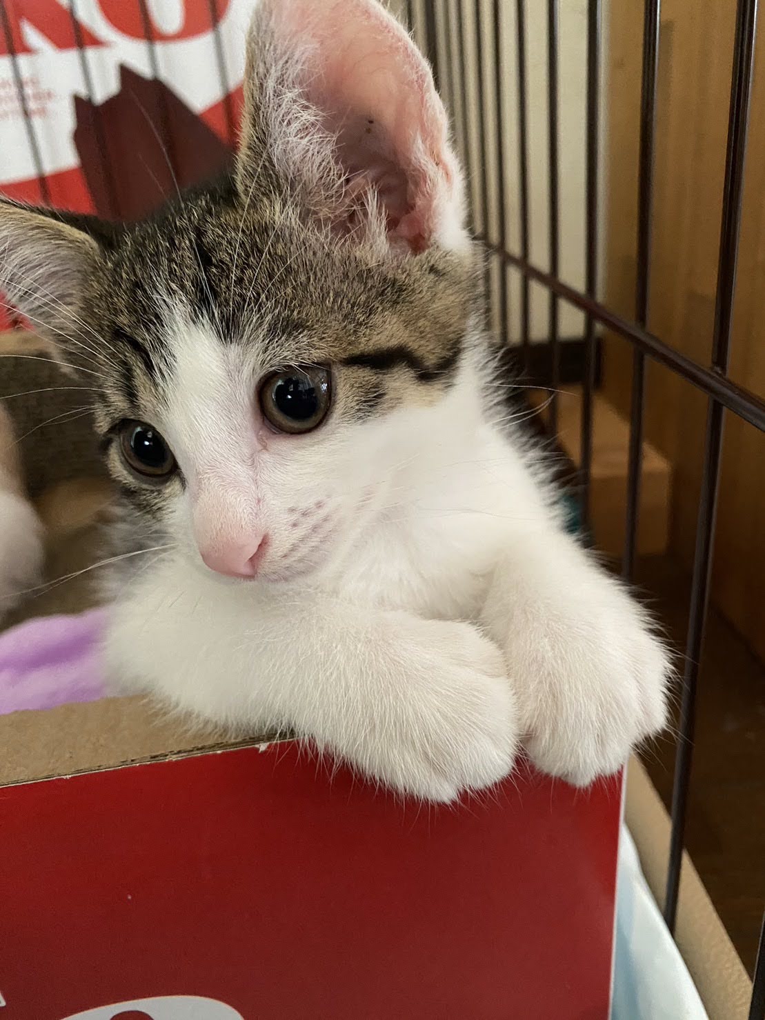 2023-5-12生 キジトラ白女の子の里親様を募集しています！