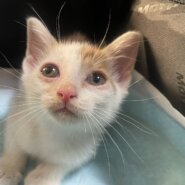 子猫の里親募集　白茶トラ　オス♂ 生後2ヶ