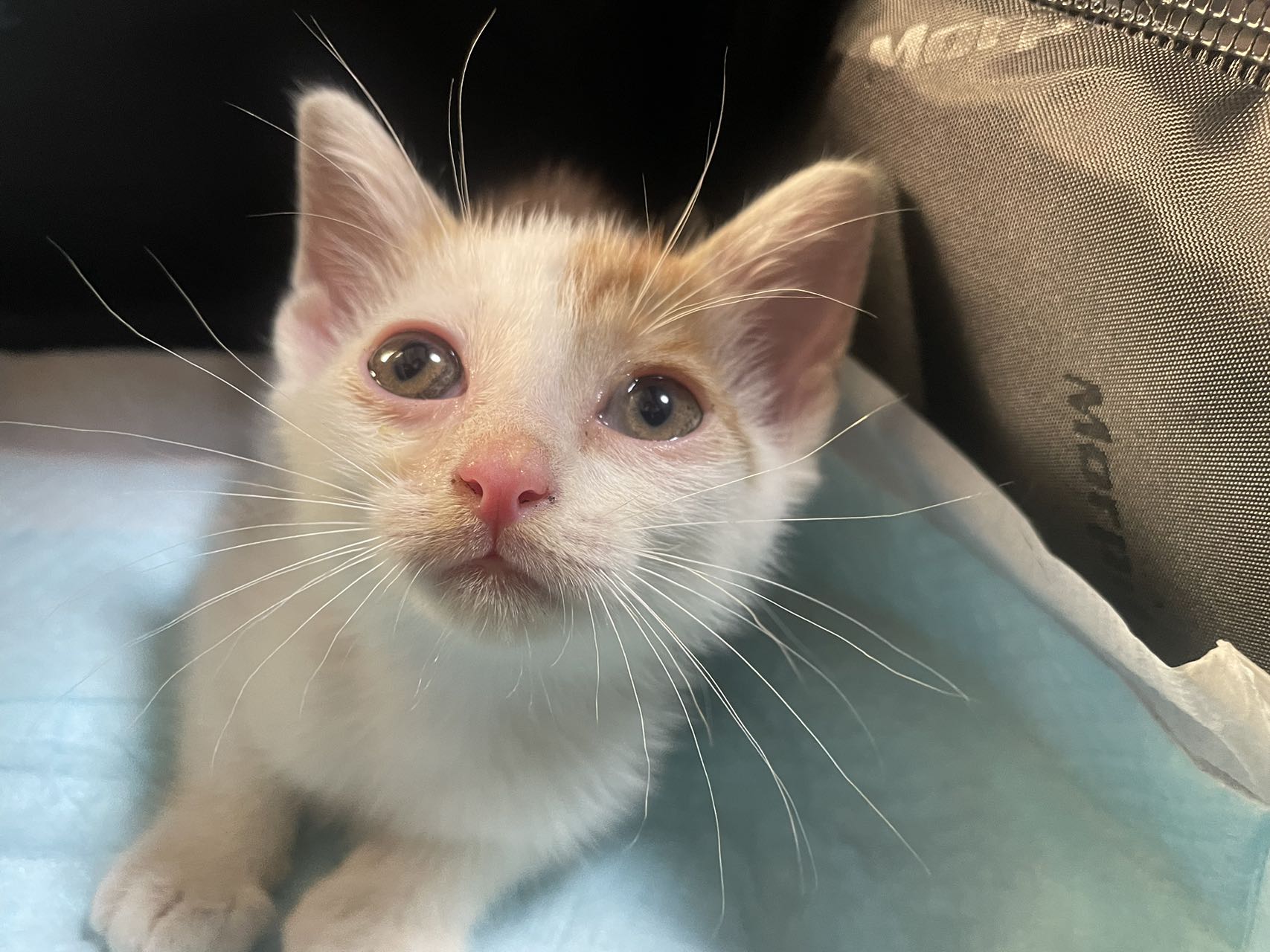 子猫の里親募集　白茶トラ　オス♂ 生後2ヶ