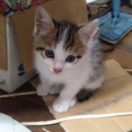 生後２ヶ月の子猫