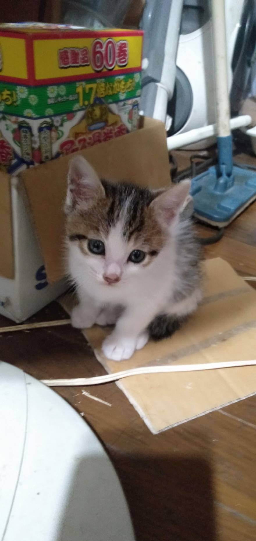 生後２ヶ月の子猫