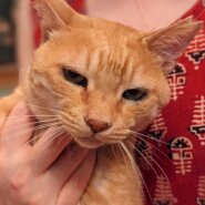 茶トラさん、女の子