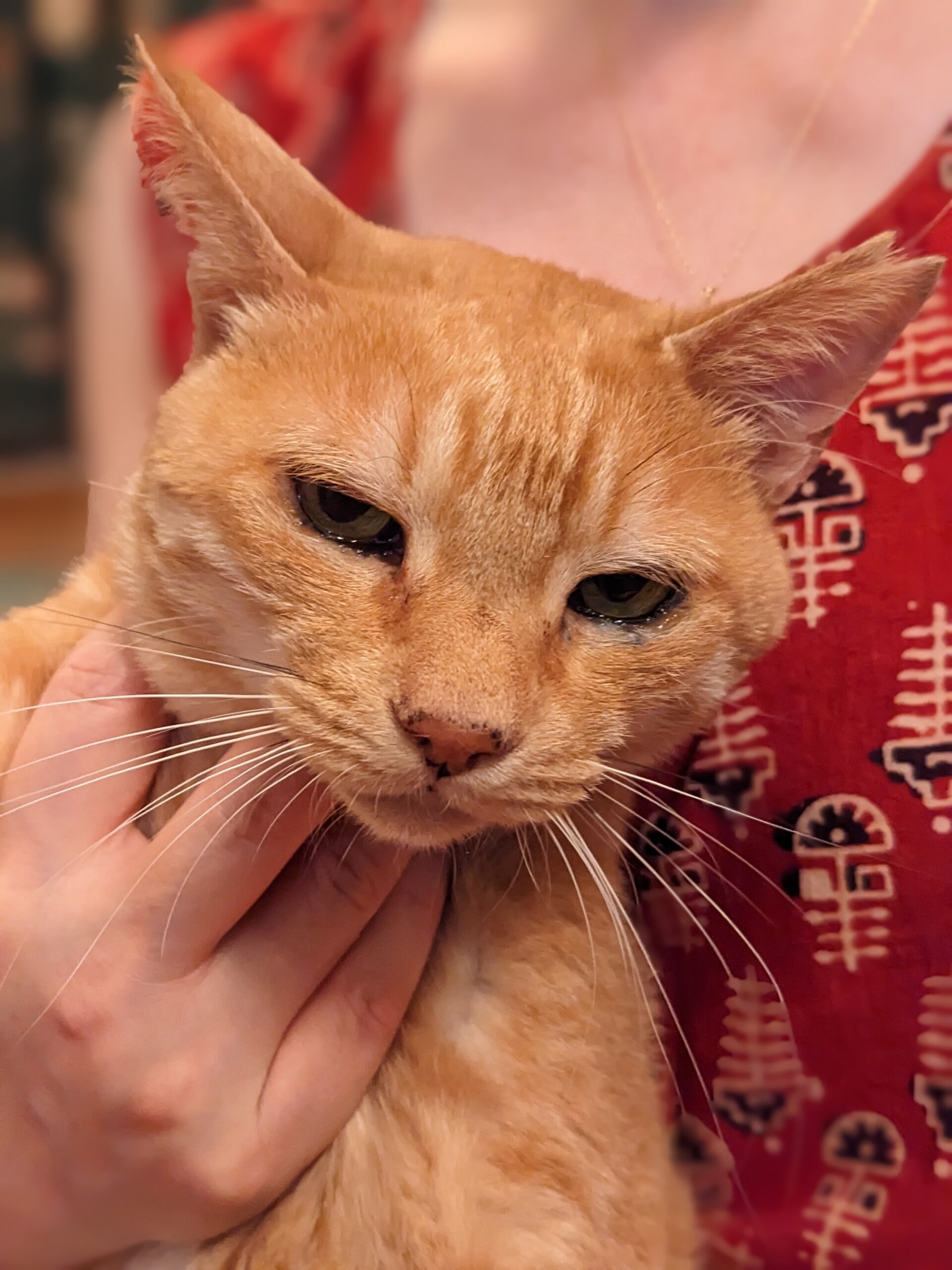 茶トラさん、女の子