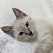 どんぐり4きょうだい　すい