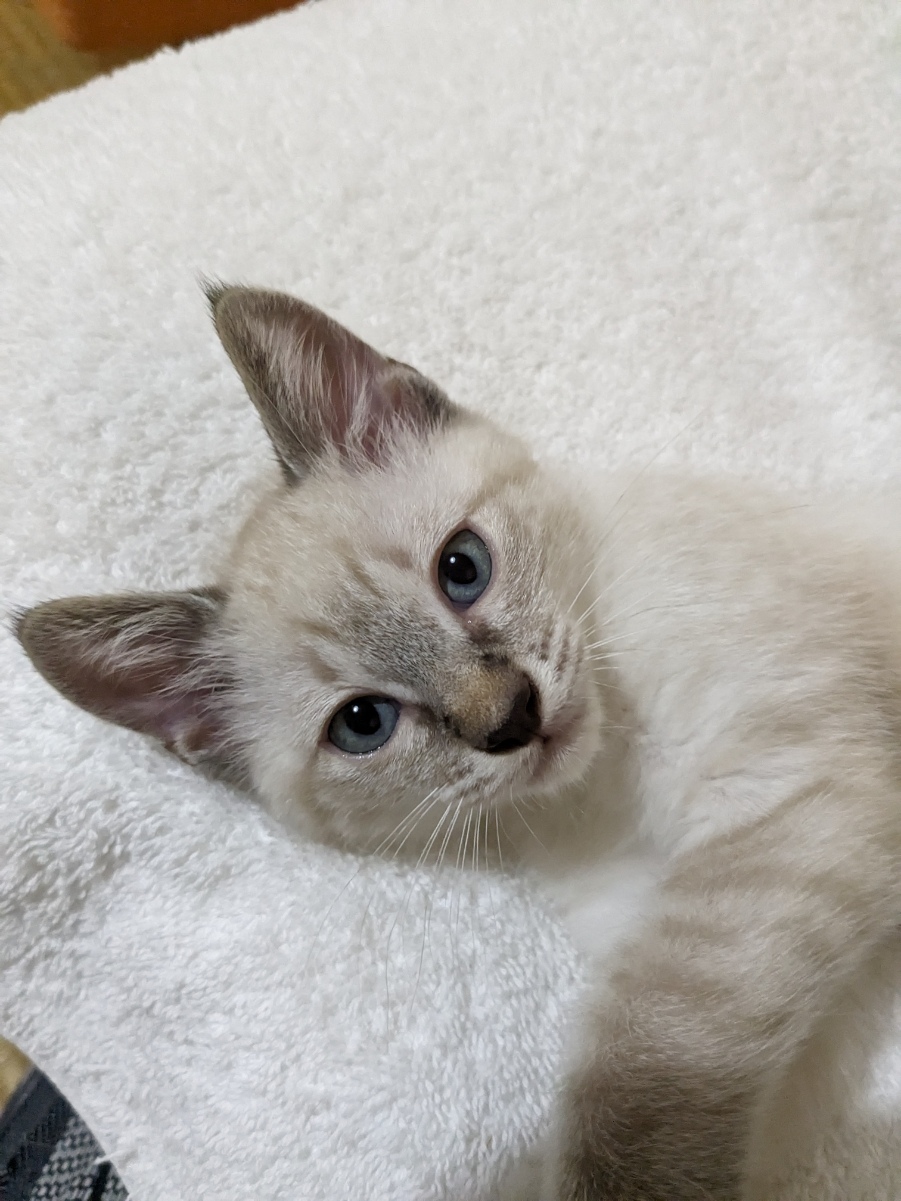 どんぐり4きょうだい　すい