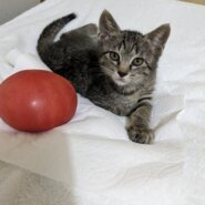 どんぐり4きょうだい　とま