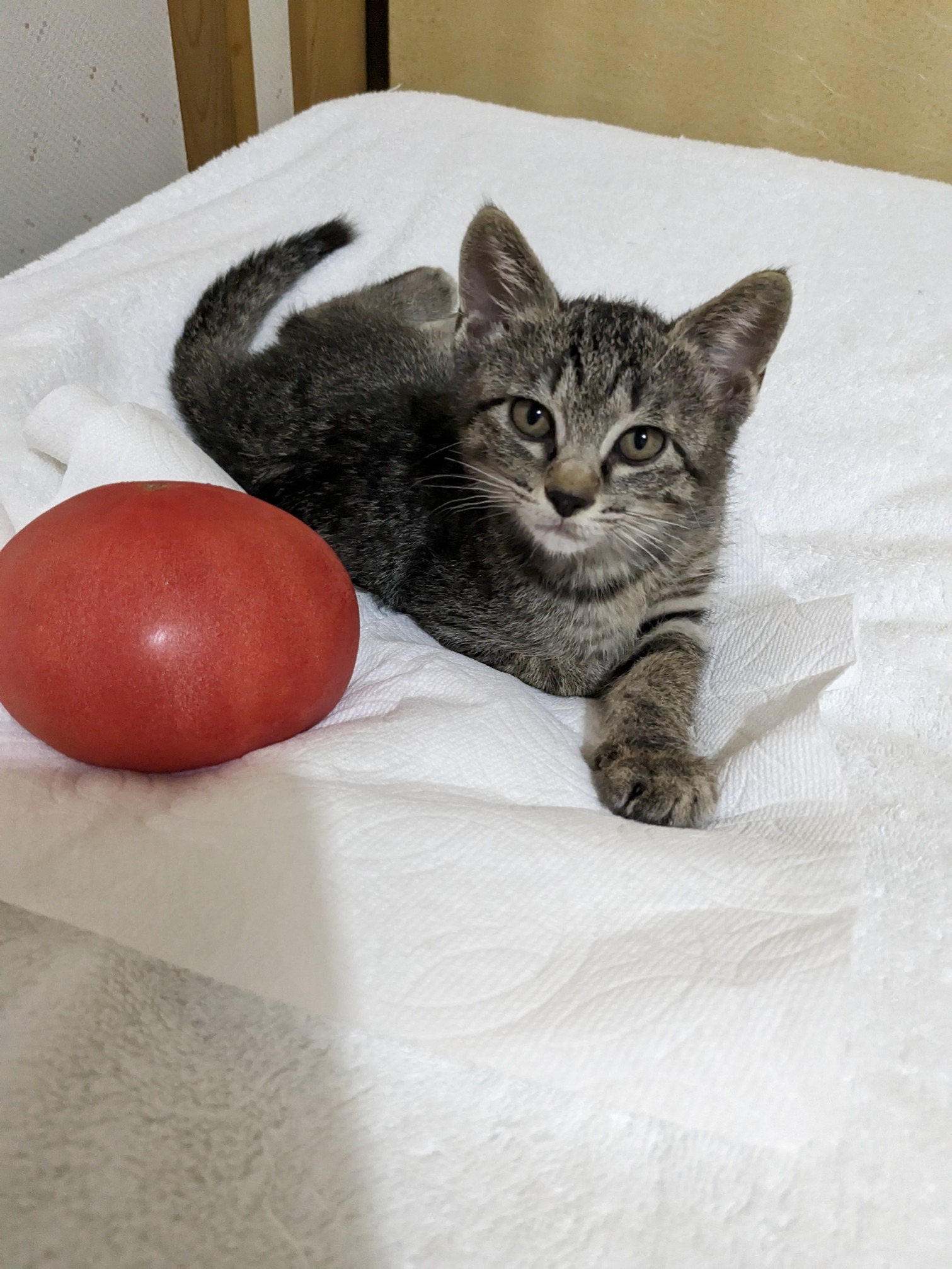 どんぐり4きょうだい　とま