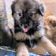 香川県【保健所レスキュー】もふもふ可愛いクラリスちゃん