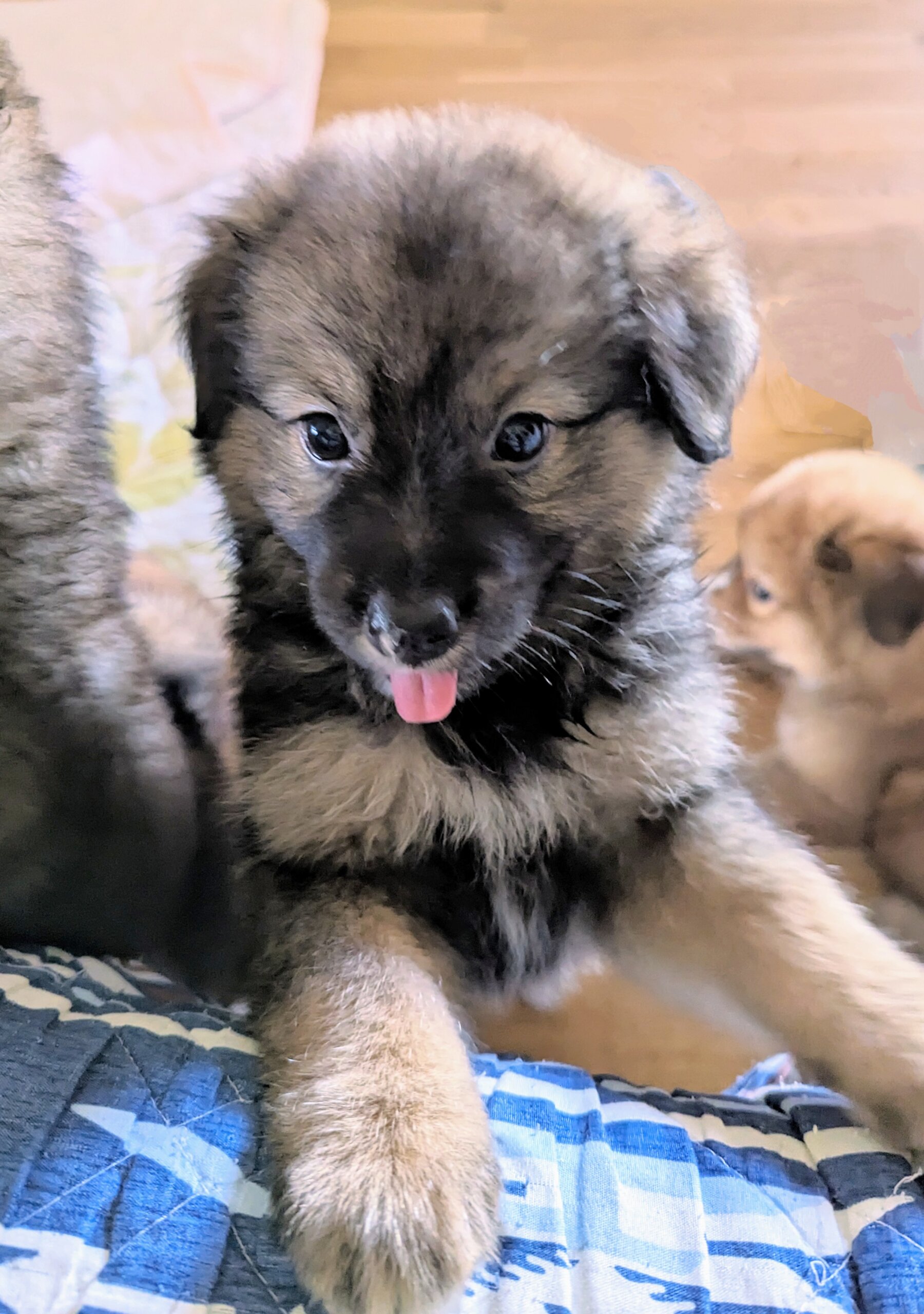 香川県【保健所レスキュー】もふもふ可愛いクラリスちゃん