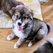 香川県【保健所レスキュー】もふもふ可愛いアムスくん