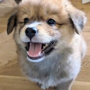 香川県【保健所レスキュー】もふもふ可愛いアンデスくん