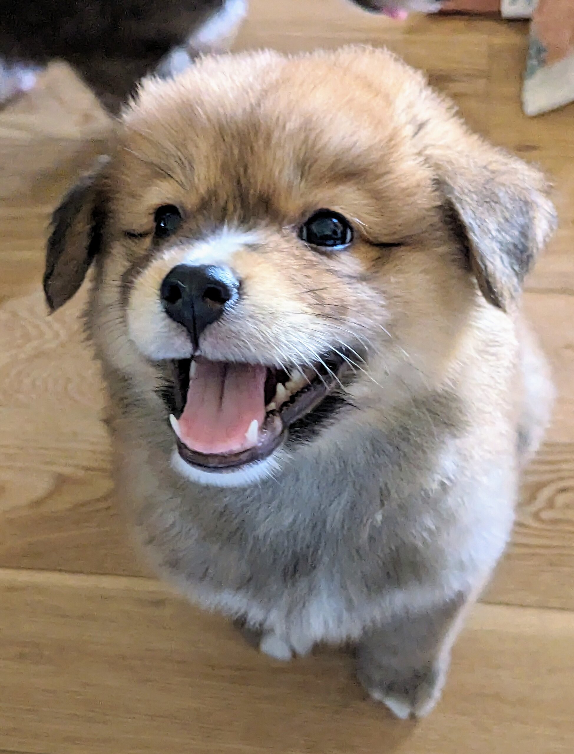 香川県【保健所レスキュー】もふもふ可愛いアンデスくん