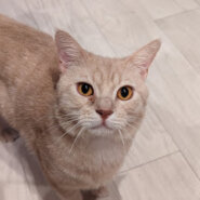 ブリ系スコ★大柄な綺麗なクリーム男の子★