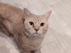 ブリ系スコ★大柄な綺麗なクリーム男の子★