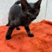 誰でも猫好きにする❤おっとりクロ助甘えっ子