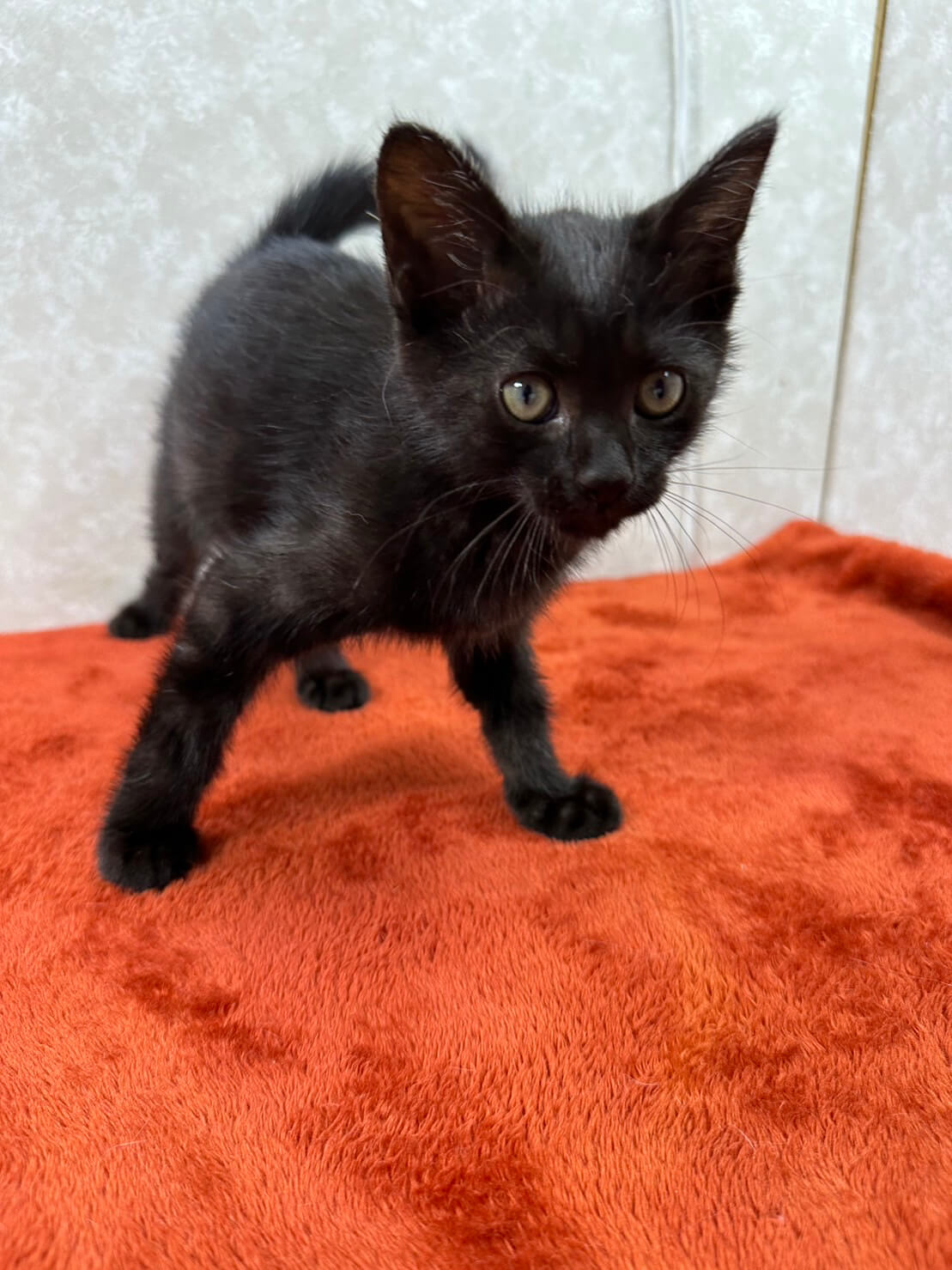 誰でも猫好きにする❤おっとりクロ助甘えっ子