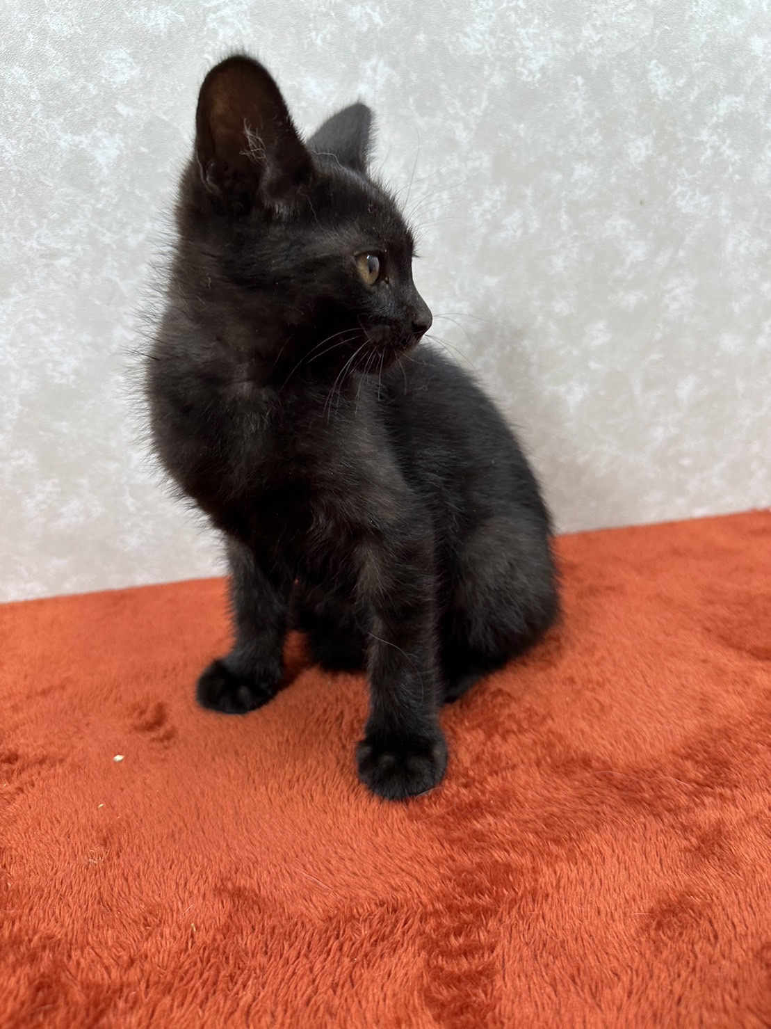 黒好き必見！見てるだけでほのぼのする❤あんこ