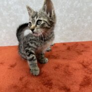 甘えん坊でのんびりな性格！初心者に最適❤しらす