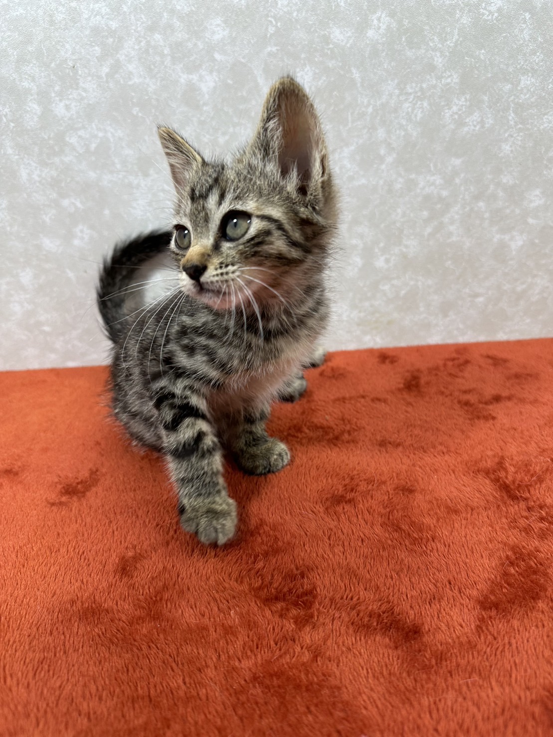 甘えん坊でのんびりな性格！初心者に最適❤しらす