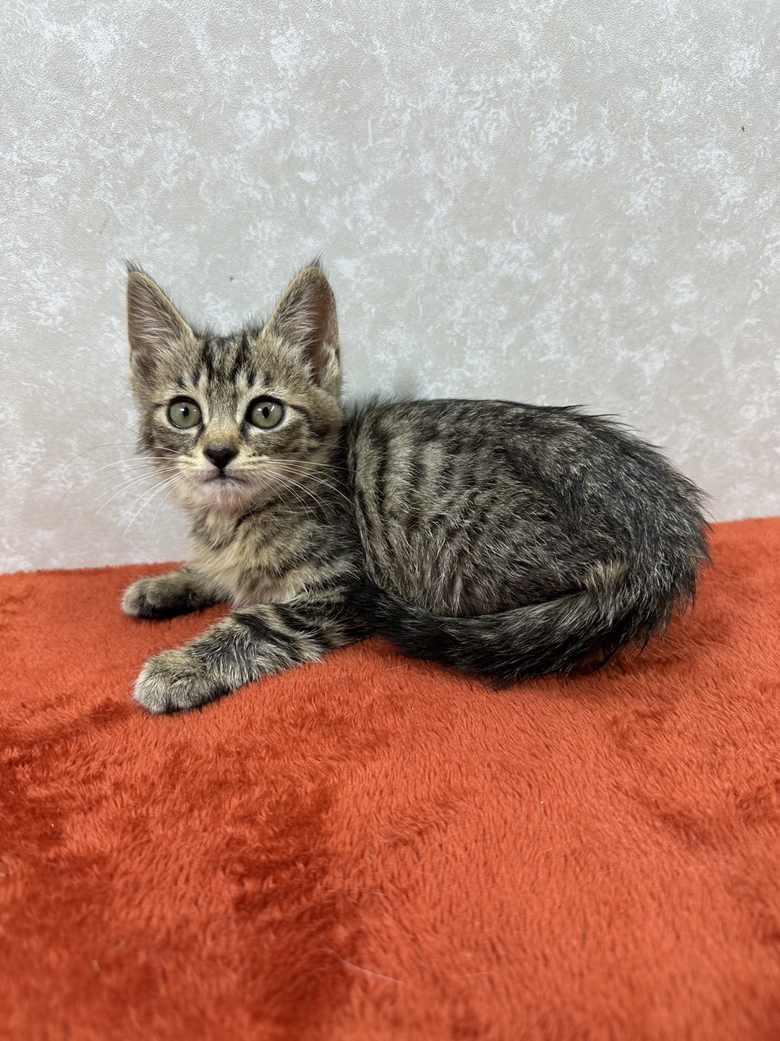 食べる、遊ぶ、抱っこ大好き！甘えっ子❤おかか
