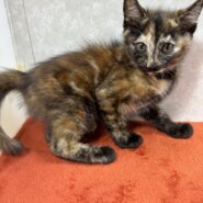 温厚で協調性があり聡明なべっ甲猫❤スーちゃん