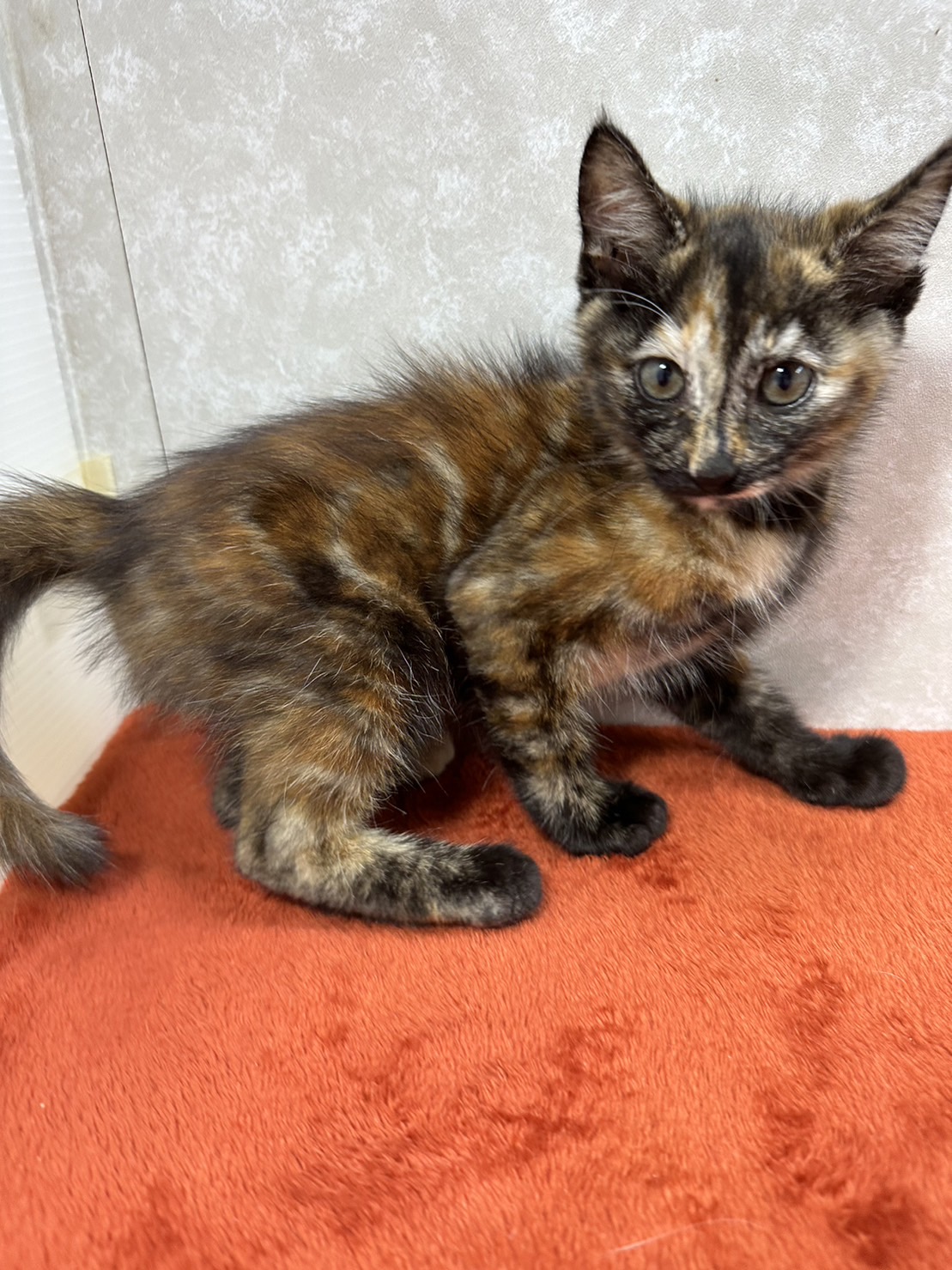 温厚で協調性があり聡明なべっ甲猫❤スーちゃん