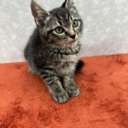 人慣れ修行は終了しました！あとはお願い❤ホタル