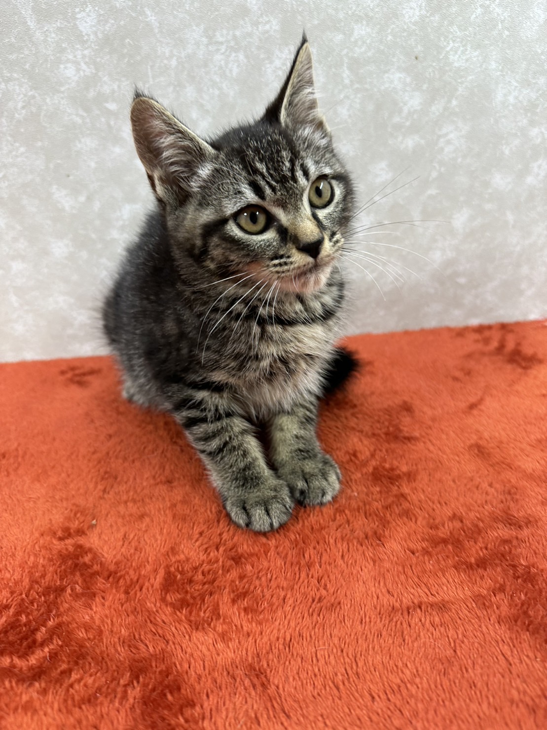 人慣れ修行は終了しました！あとはお願い❤ホタル