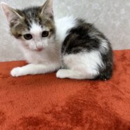 次は無いと心に誓い肉球に汗をかいて譲渡会❤琥珀