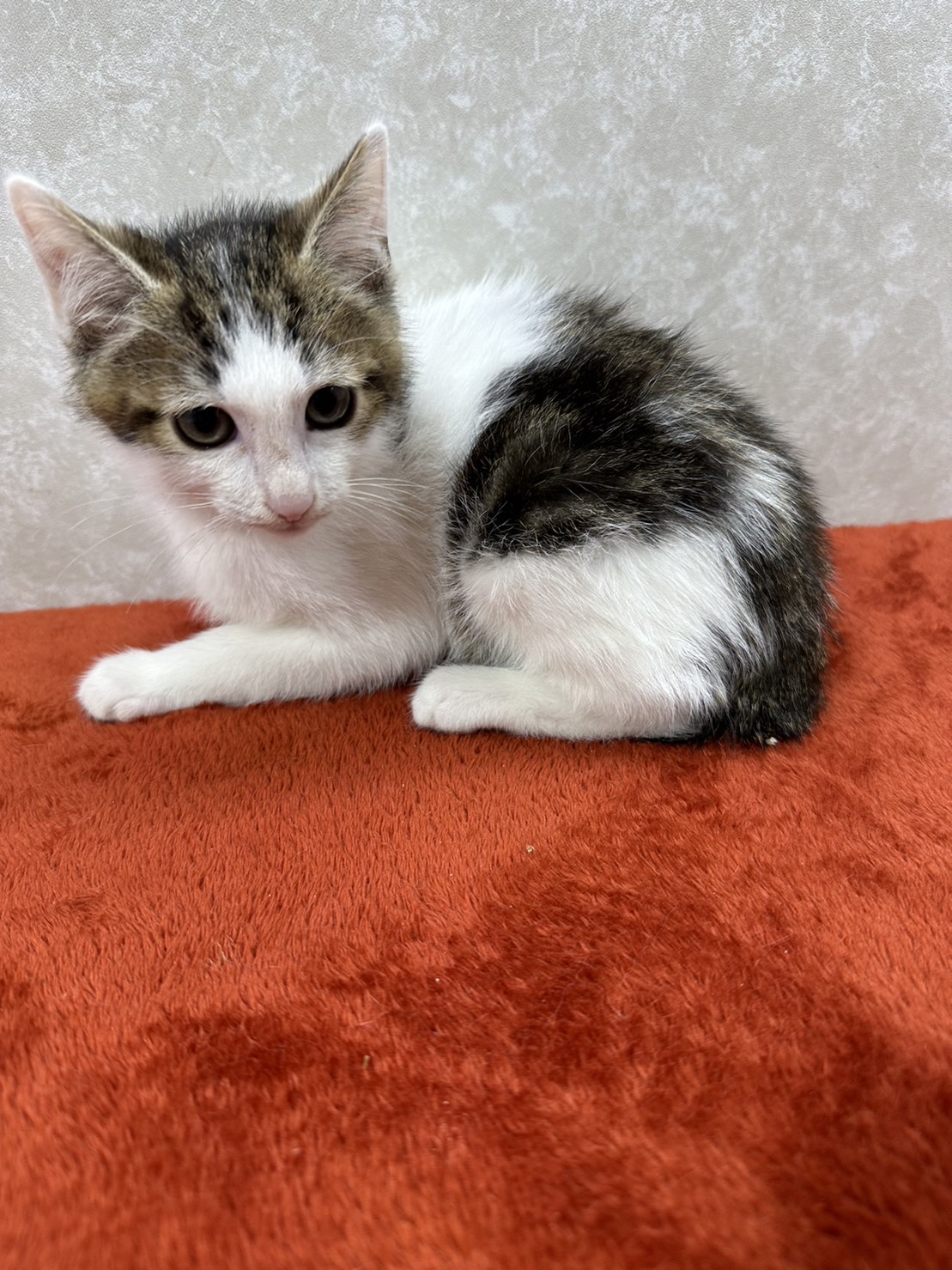 次は無いと心に誓い肉球に汗をかいて譲渡会❤琥珀