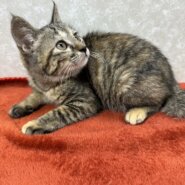 小さいけどいつも傍にいて可愛い相棒猫❤くるみ