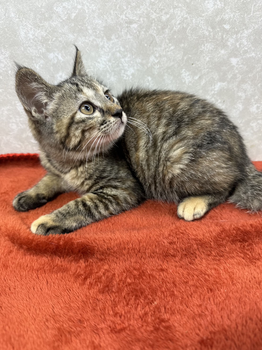 小さいけどいつも傍にいて可愛い相棒猫❤くるみ