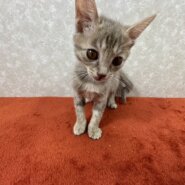 パステルグレーのミント❤