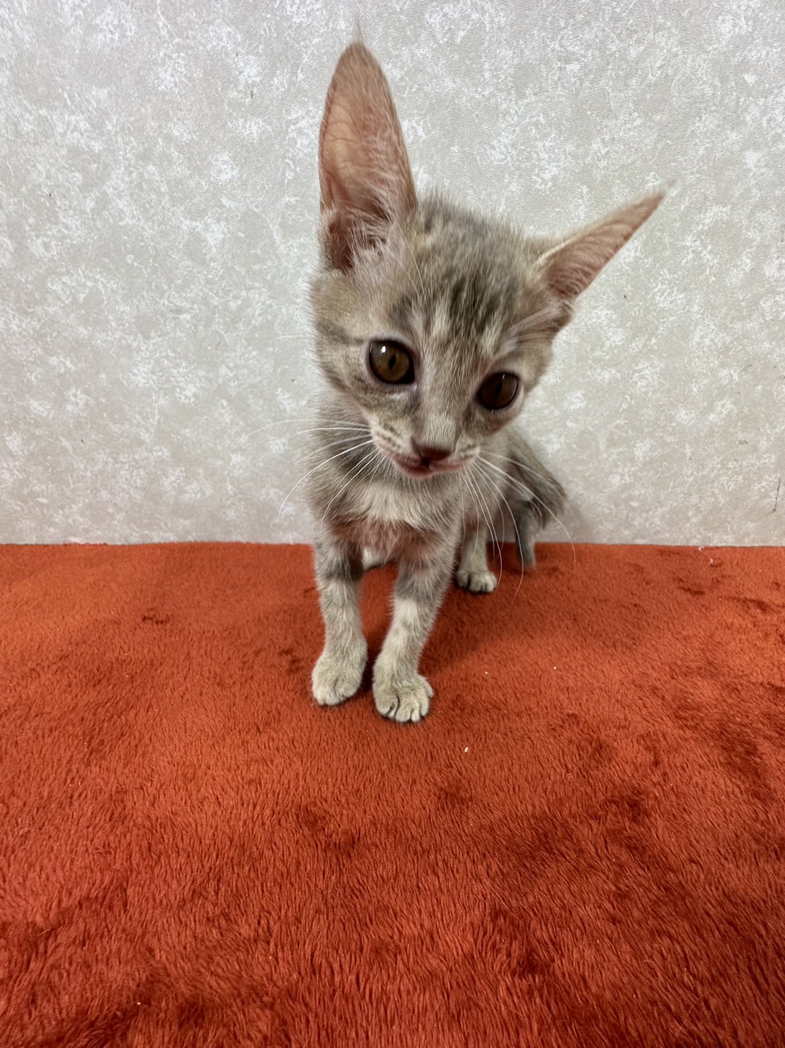 パステルグレーのミント❤