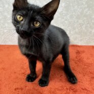 黒猫ビビ！里親に幸福を里親から愛情を❤