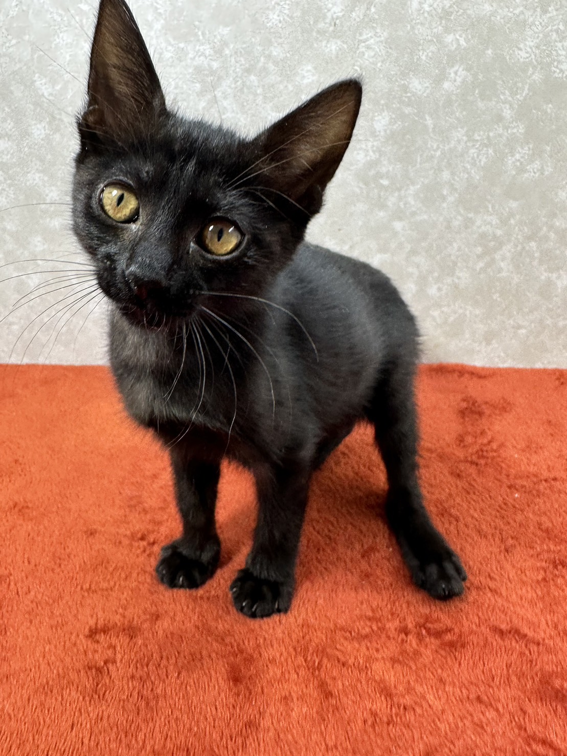 黒猫ビビ！里親に幸福を里親から愛情を❤