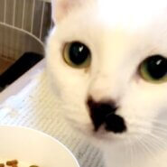 デレモードはスリスリが止まらない♥プリンセスまさこ