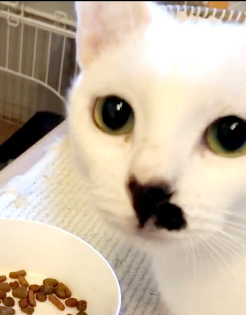 デレモードはスリスリが止まらない♥プリンセスまさこ