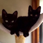 ２か月半黒猫女の子